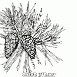 Pino in fiore