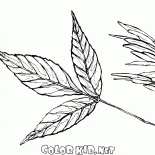 Foglie e semi di cenere