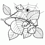Hazel frutta