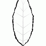Foglia di ciliegio