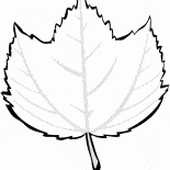 Maple Striped