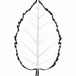 Foglio di ontano