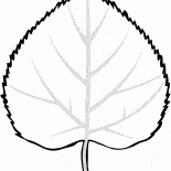 Foglia di tiglio