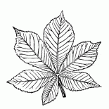 Foglie di castagno