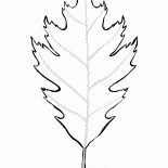 foglia di quercia