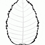 Foglie di betulla