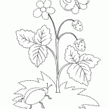 Estate fiorisce fragola