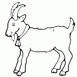 Capra - un simbolo dell anno