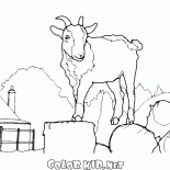 Capra gigante