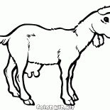 Giovane capra su una passeggiata