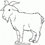 Capra pascolo