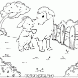 Pecore ed agnello