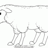Sorridente pecore
