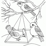 Uccelli in un alimentatore