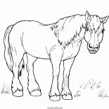 Cavallo per una passeggiata