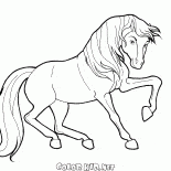 Cavallo in movimento