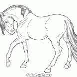 Il cavallo va lento