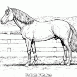 Cavallo in una fattoria