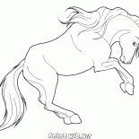 Cavallo Zelante