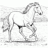 Cavallo in una fattoria