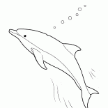 Delfino