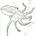 Polpo in Oceano