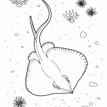 Caccia Scat