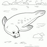 Seal rilassante