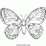 Farfalla in volo