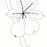 Frutta dolce sullalbero