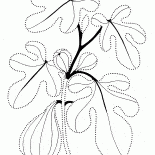 Fichi