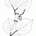 Nocciola