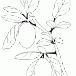Limone
