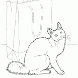Angora gatto