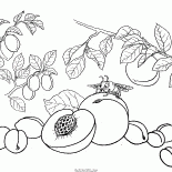 Pesca, albicocca, prugna