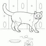 Gatto domestico
