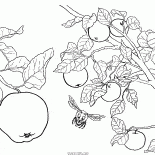 Mela albero da frutto