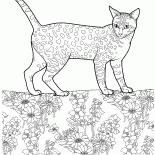 Mau egiziano
