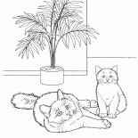 Gatto Burmese