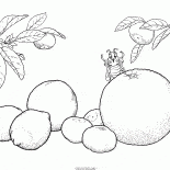 Agrumi