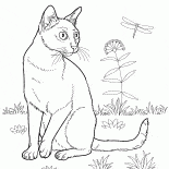 Bombay cat
