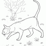Shorthair orientale