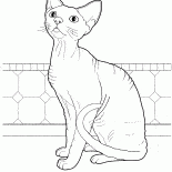 Devon Rex
