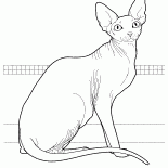 Sphynx canadese