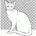 Gatto siamese