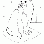 Gatto siberiano