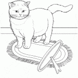 Gatto esotico
