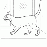Gatto siamese