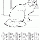 Gatto somalo