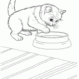 Gatto giavanese